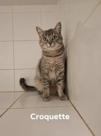 Croquette