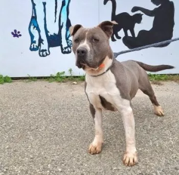 Tyson