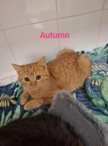 Autumn