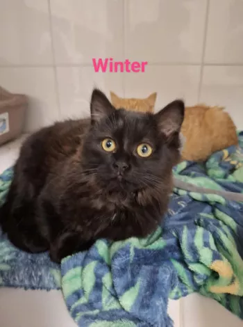Winter