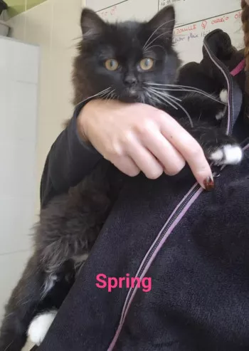 Spring