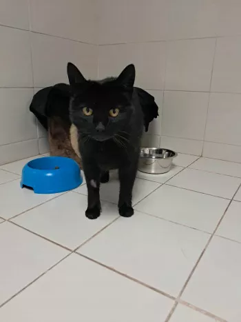 Sam