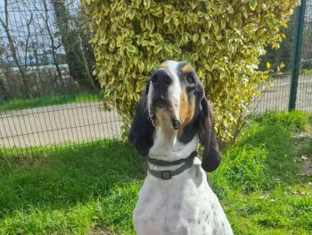 Upsy Ariegeois