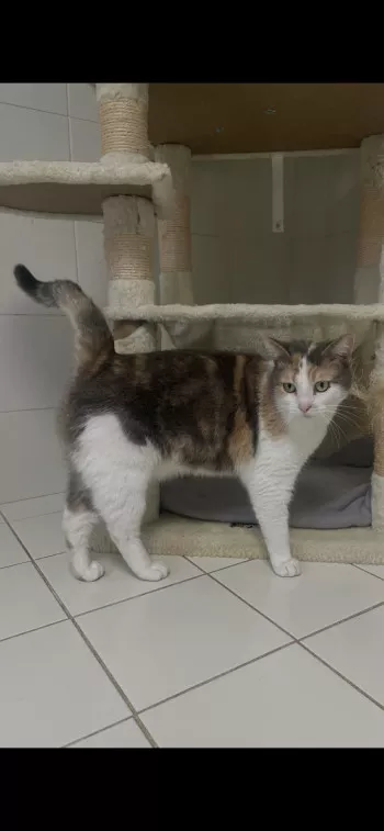 Nina-Rescue