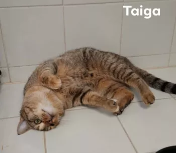 Taiga