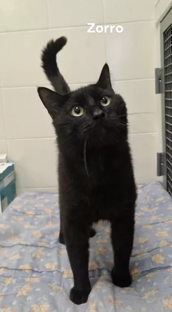 Zorro