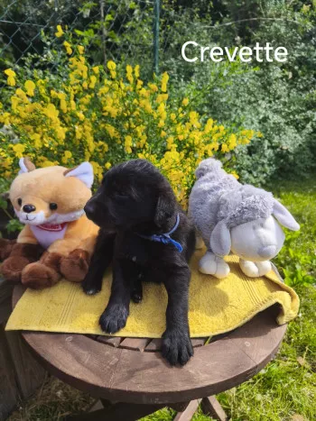 Crevette