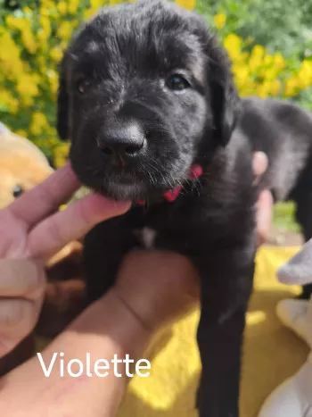 Violette