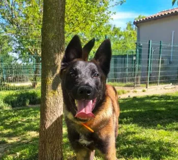 Sanka