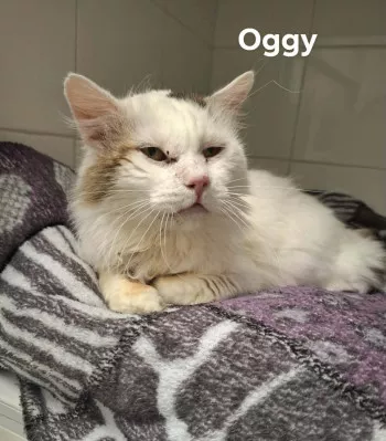 Oggy