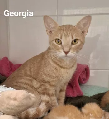 Georgia