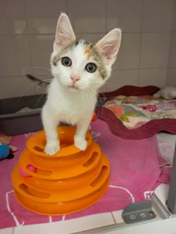 Kimi