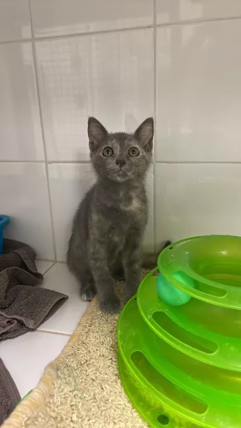 Mimi