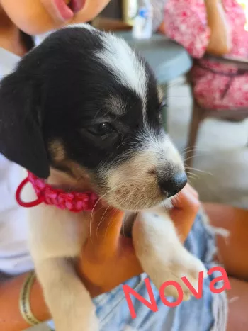 Nova