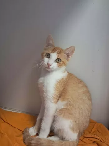 Tom