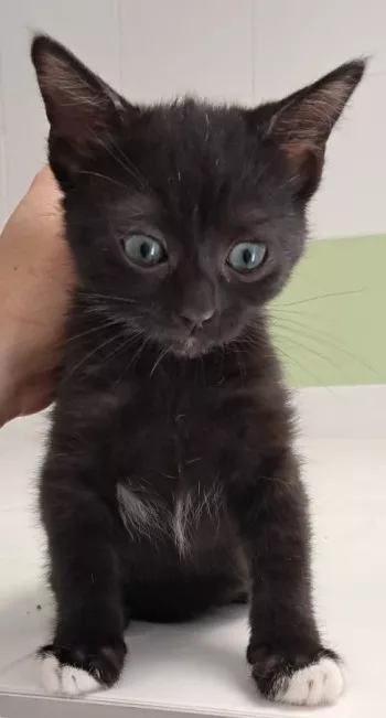 Laya