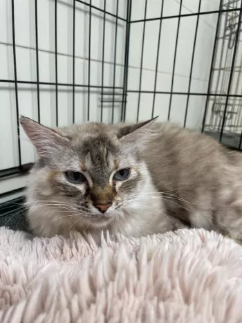 Mimi