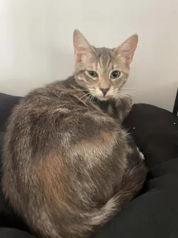 Felici