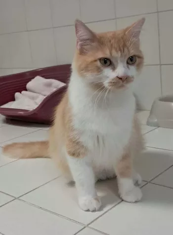 Penelope