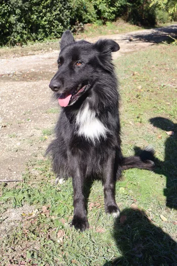Aiko