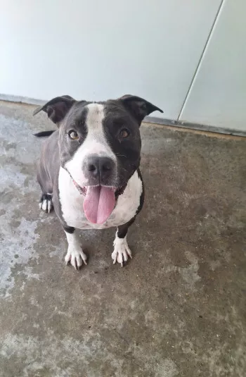Sirius
